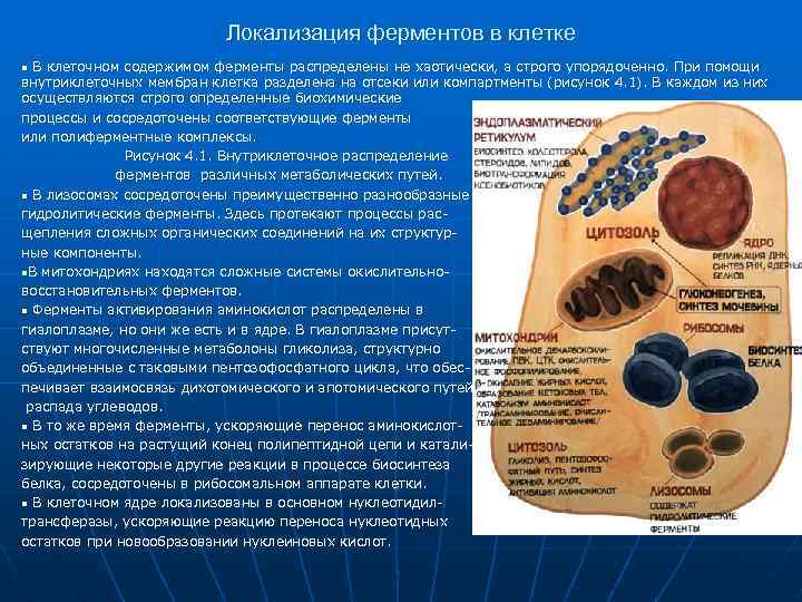 Ускоряет биохимические реакции