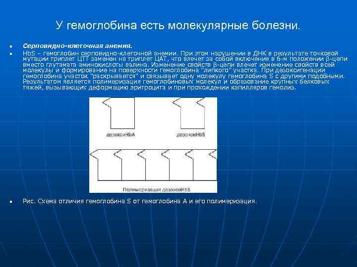 У гемоглобина есть молекулярные болезни. n n n Серповидно-клеточная анемия. Hb. S – гемоглобин