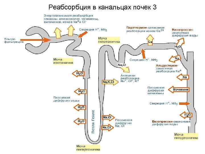 Реабсорбция в канальцах почек 3 