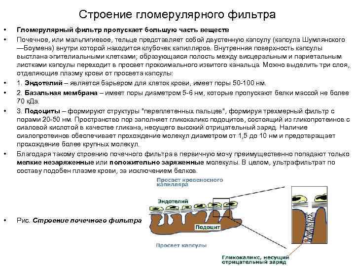 Строение гломерулярного фильтра • • Гломерулярный фильтр пропускает большую часть веществ Почечное, или мальпигиевое,