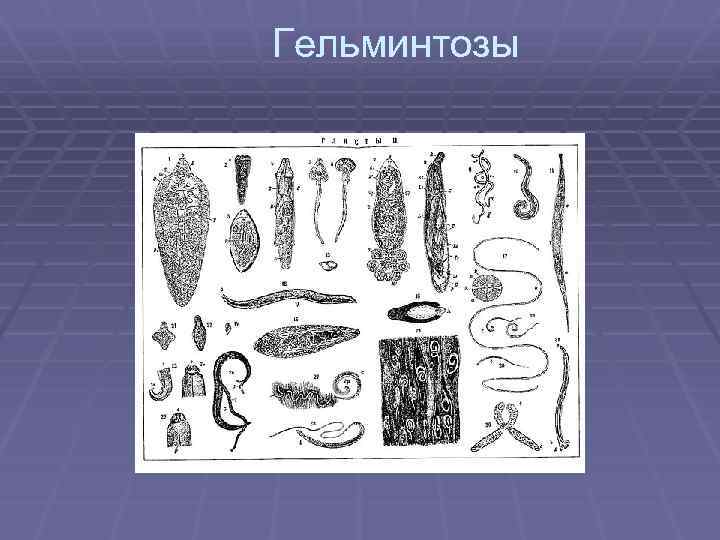 Гельминтозы 