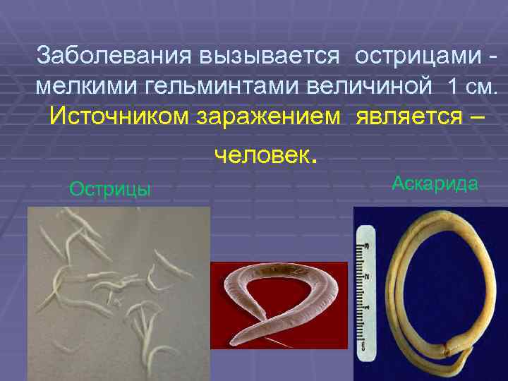 Заболевания вызывается острицами мелкими гельминтами величиной 1 см. Источником заражением является – человек. Острицы