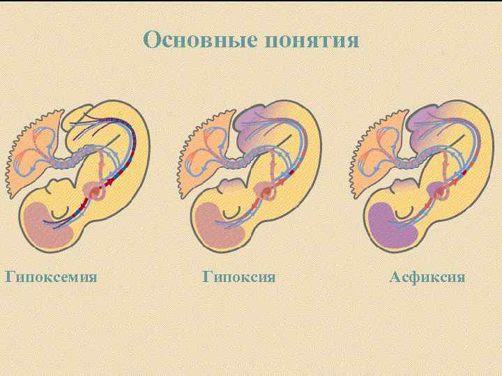 Основные понятия Гипоксемия Гипоксия Асфиксия 