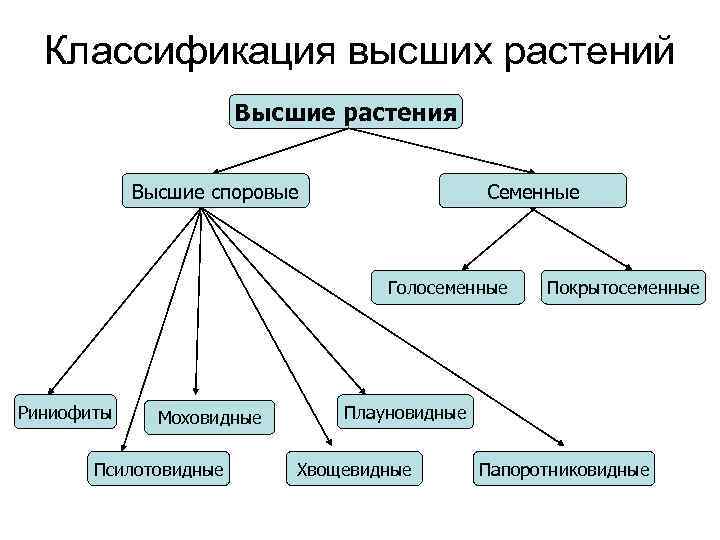 Запишите задание на классификацию растений