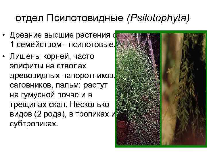 Чаща и часто корень. Отдел Псилотовидные. Псилотовые растения. Древние высшие растения. Псилотовидные характеристика.