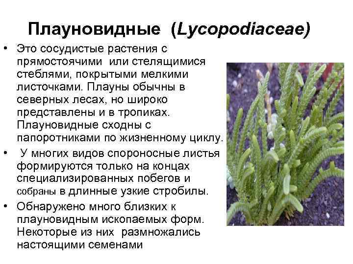 Плауновидные (Lycopodiaceae) • Это сосудистые растения с прямостоячими или стелящимися стеблями, покрытыми мелкими листочками.