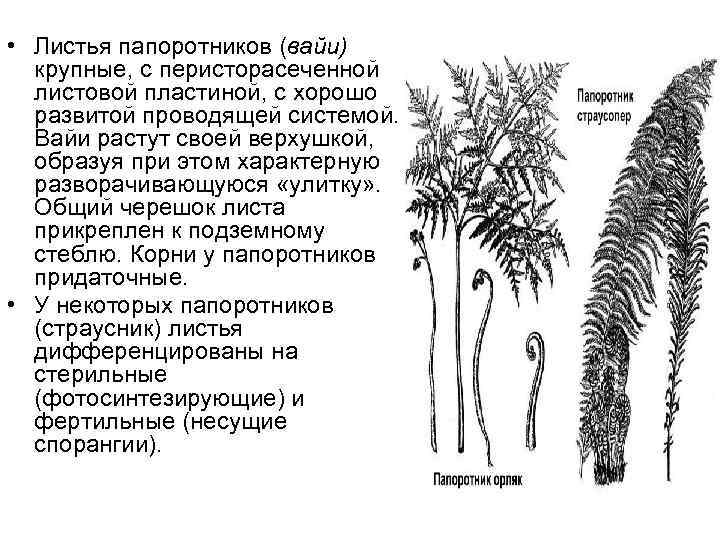 Какое строение имеют папоротники. Листовая пластинка папоротника. Форма пластинки папоротника. Край листовой пластинки папоротника. Верхушки листовой пластинки папоротник.