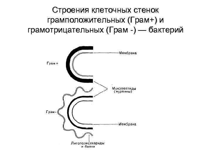 Строение грамотрицательных бактерий