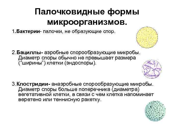 Микроорганизмы образующие споры