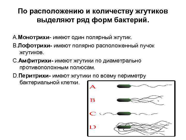 Лофотрихи. Жгутики монотрихи. Классификация бактерий по количеству и взаиморасположению жгутиков.. Монотрихи лофотрихи. Амфитрихи жгутики.
