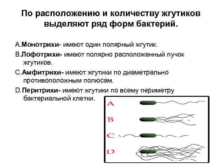 Клетки не имеющие жгутиков. Монотрихи жгутики. Классификация бактерий по количеству и взаиморасположению жгутиков.. Монотрихи лофотрихи. Жгутики амфитрихи.