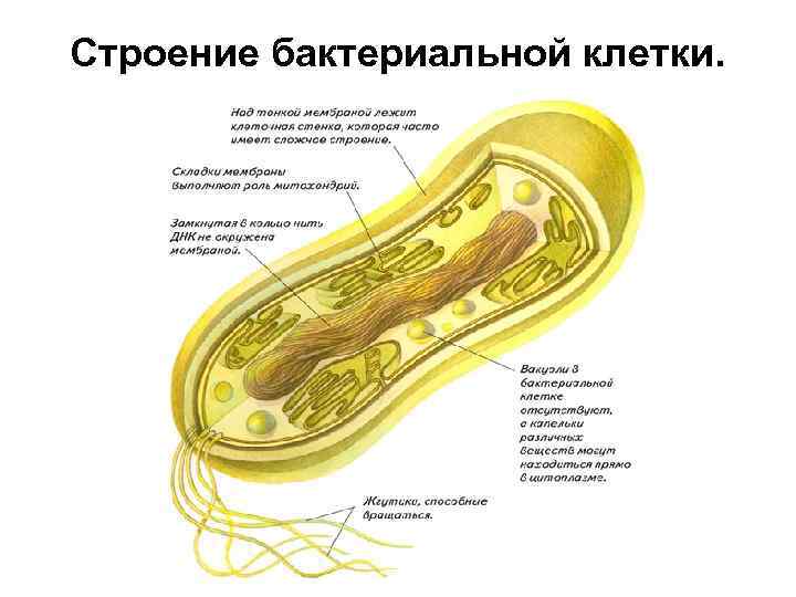 Картинка строение бактериальной клетки