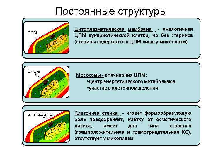 Постоянная структура