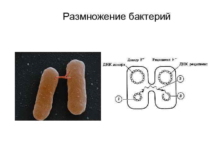 Деление бактерий картинки