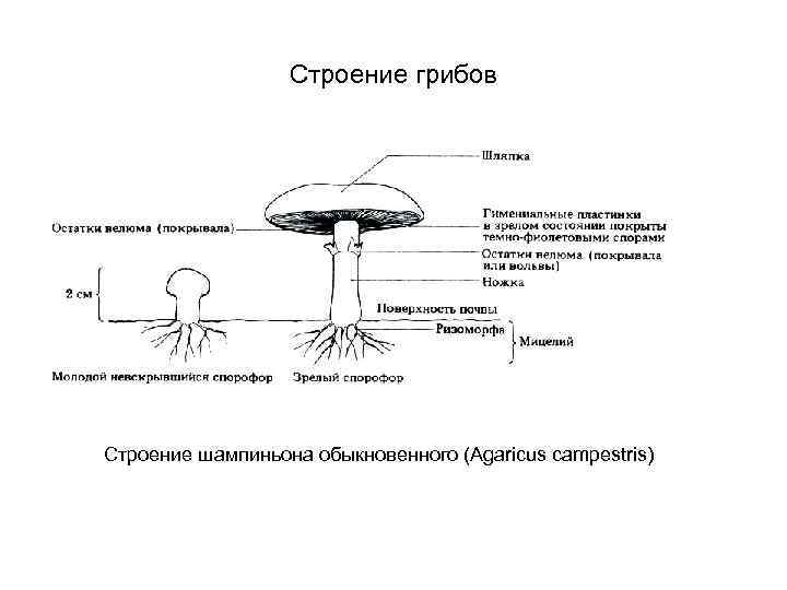 Строение гриба описание. Строение шляпочного гриба шампиньона. Строение гриба ЕГЭ биология. Схема шляпочного гриба шампиньона. Строение клетки грибницы шляпочных грибов.