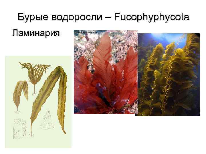 Бурые водоросли – Fucophyphycota Ламинария 