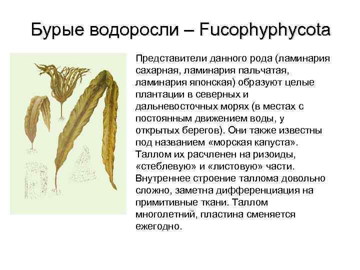 Бурые водоросли – Fucophyphycota Представители данного рода (ламинария сахарная, ламинария пальчатая, ламинария японская) образуют