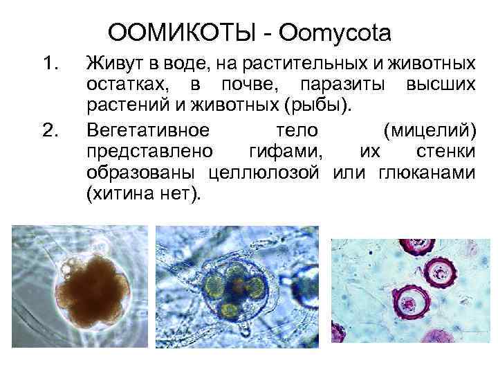 При накоплении растительных и животных остатков образуется