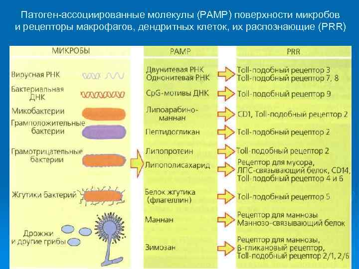 Патоген-ассоциированные молекулы (РАМР) поверхности микробов и рецепторы макрофагов, дендритных клеток, их распознающие (PRR) 