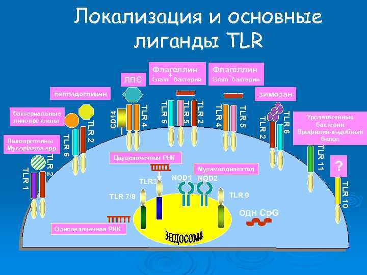 Локализация и основные лиганды TLR Флагеллин ЛПС + Gram бактерии Флагеллин - Gram бактерии