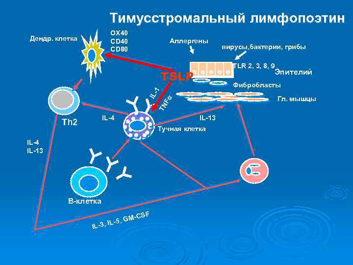 Тимусстромальный лимфопоэтин OX 40 CD 80 Дендр. клетка Аллергены TLR 2, 3, 8, 9