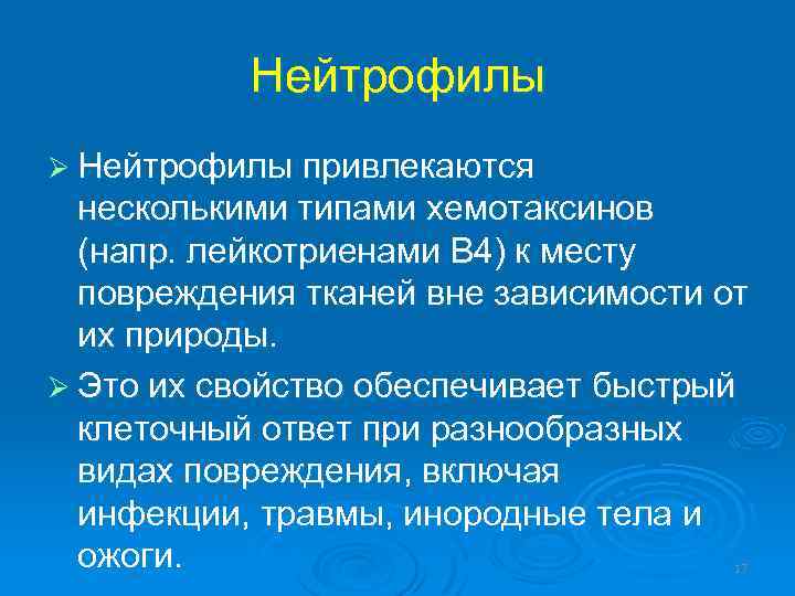 Нейтрофилы Ø Нейтрофилы привлекаются несколькими типами хемотаксинов (напр. лейкотриенами В 4) к месту повреждения