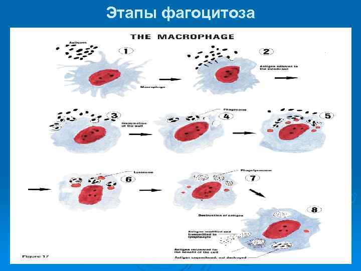 Этапы фагоцитоза 