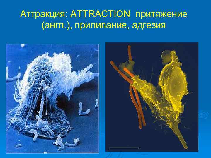 Аттракция: ATTRACTION притяжение (англ. ), прилипание, адгезия 22 