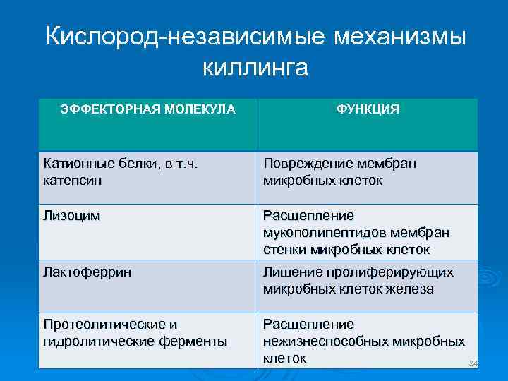 Кислород-независимые механизмы киллинга ЭФФЕКТОРНАЯ МОЛЕКУЛА ФУНКЦИЯ Катионные белки, в т. ч. катепсин Повреждение мембран