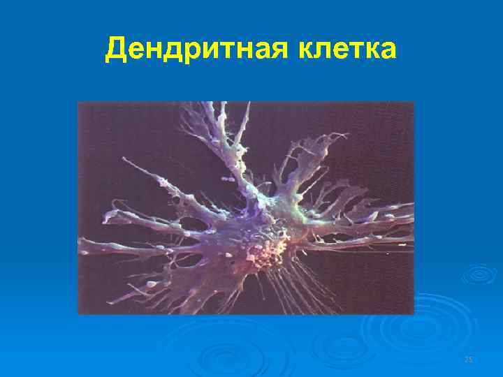 Дендритная клетка 25 