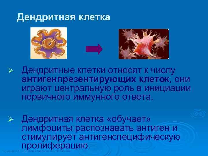 Дендритная клетка Ø Дендритные клетки относят к числу антигенпрезентирующих клеток, они играют центральную роль