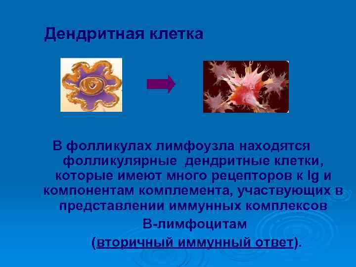 Дендритная клетка В фолликулах лимфоузла находятся фолликулярные дендритные клетки, которые имеют много рецепторов к