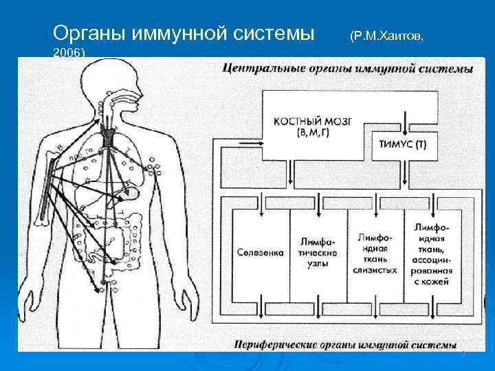 Органы иммунной системы (Р. М. Хаитов, 2006) 3 