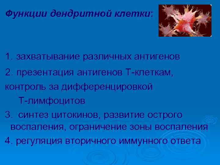 Функции дендритной клетки: 1. захватывание различных антигенов 2. презентация антигенов Т-клеткам, контроль за дифференцировкой