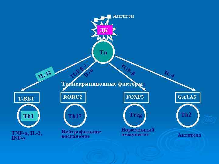 Антиген ДК Tn -12 IL β + 6 F- LTG I F- β IL-