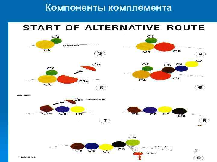 Компоненты комплемента 