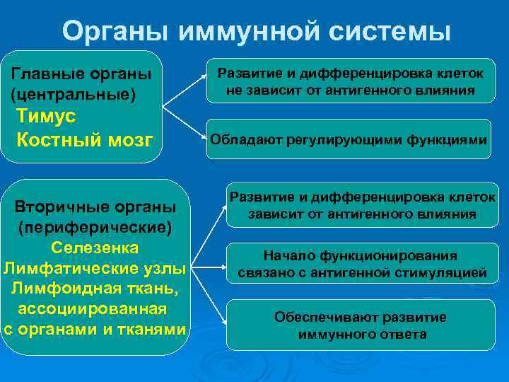 Органы иммунной системы Главные органы (центральные) Развитие и дифференцировка клеток не зависит от антигенного