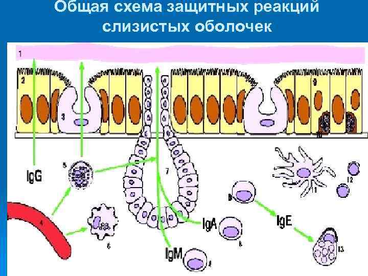 Общая схема защитных реакций слизистых оболочек 