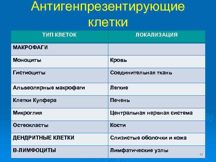 Антигенпрезентирующие клетки ТИП КЛЕТОК ЛОКАЛИЗАЦИЯ МАКРОФАГИ Моноциты Кровь Гистиоциты Соединительная ткань Альвеолярные макрофаги Легкие