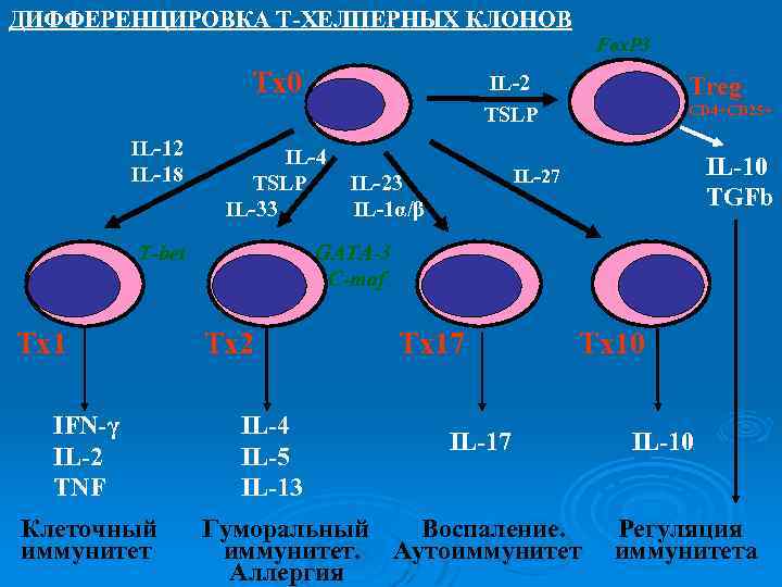 ДИФФЕРЕНЦИРОВКА Т-ХЕЛПЕРНЫХ КЛОНОВ Fox. P 3 Тх0 IL-12 IL-18 IL-4 TSLP IL-23 IL-33 IL-1α/β