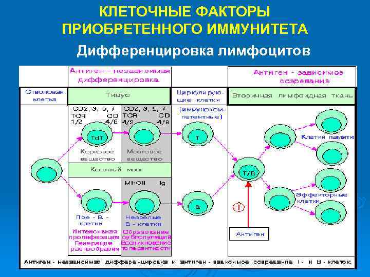 КЛЕТОЧНЫЕ ФАКТОРЫ ПРИОБРЕТЕННОГО ИММУНИТЕТА Дифференцировка лимфоцитов 