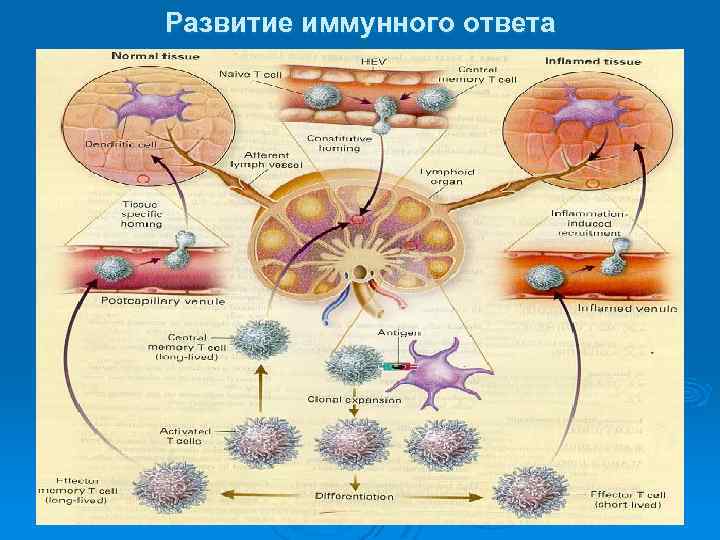 Развитие иммунного ответа 