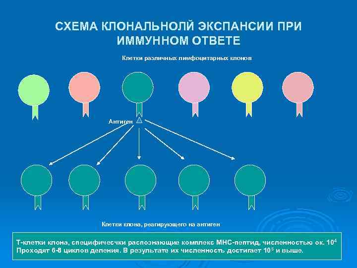 СХЕМА КЛОНАЛЬНОЛЙ ЭКСПАНСИИ ПРИ ИММУННОМ ОТВЕТЕ Клетки различных лимфоцитарных клонов Антиген Клетки клона, реагирующего