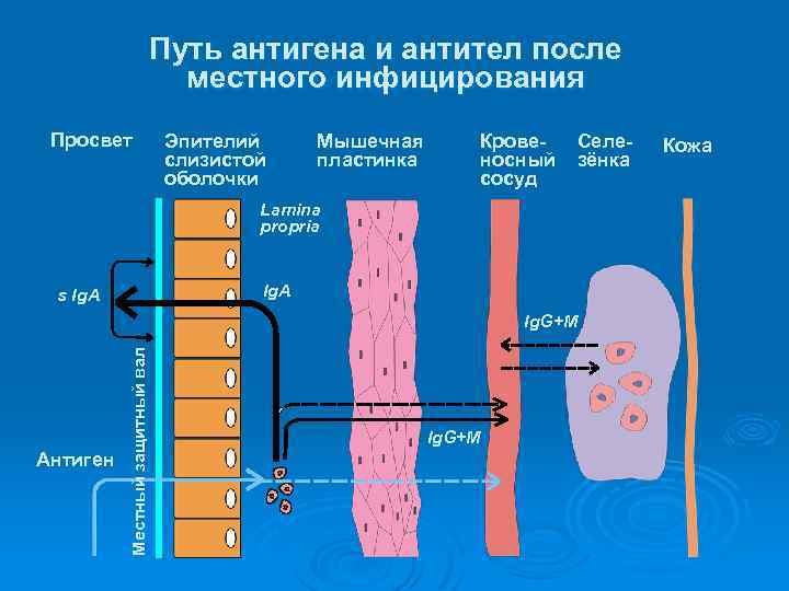 Путь антигена и антител после местного инфицирования Просвет Эпителий слизистой оболочки Мышечная пластинка Кровеносный