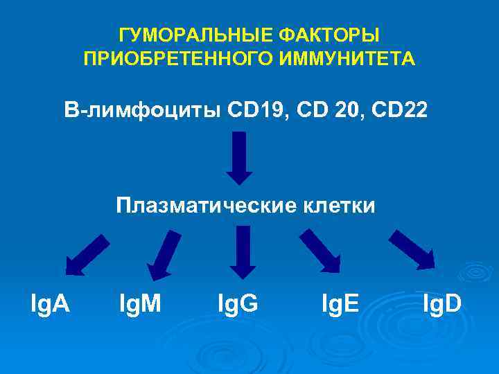 ГУМОРАЛЬНЫЕ ФАКТОРЫ ПРИОБРЕТЕННОГО ИММУНИТЕТА В-лимфоциты CD 19, CD 20, CD 22 Плазматические клетки Ig.