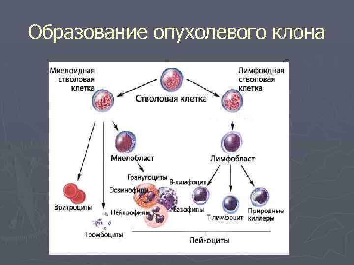 Образование опухолевого клона 