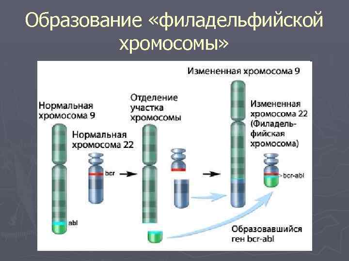 Образование «филадельфийской хромосомы» 