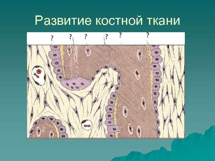 Костная ткань входит