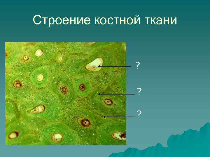 Строение костной ткани ? ? ? 