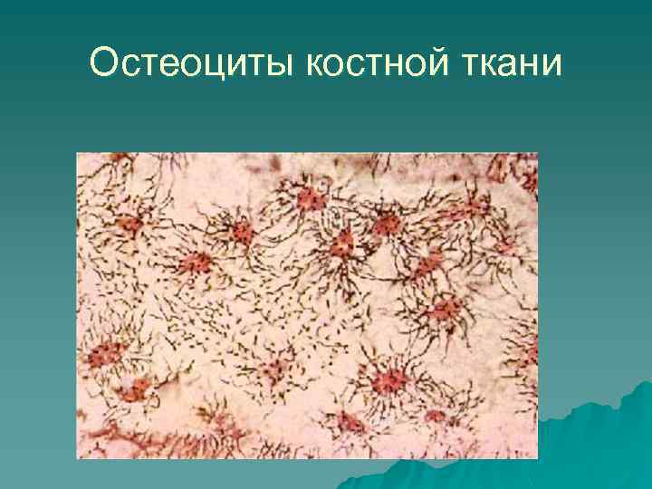 Клетка костной ткани остеоциты